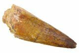 Fossil Spinosaurus Tooth - Curved Premax Tooth #252496-1